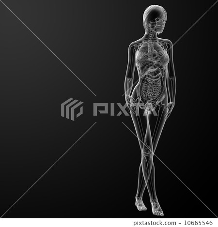 3d rendered illustration of the female 3d rendered illustration of the female 10665546