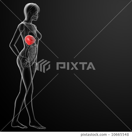 3d rendered  illustration of the female liver 10665548