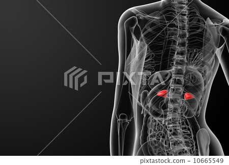 Female adrenal anatomy x-ray 10665549