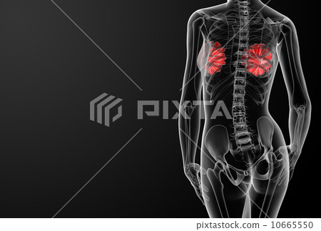 female breast anatomy x-ray female breast anatomy x-ray 10665550
