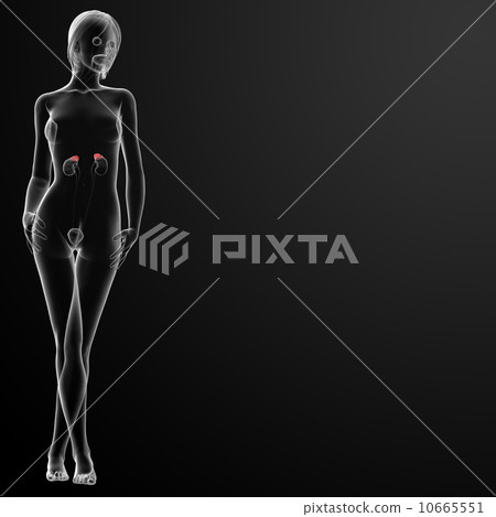 Female adrenal anatomy x-ray 10665551