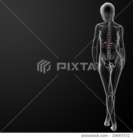 Female adrenal anatomy x-ray 10665552