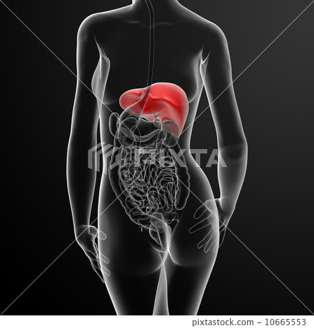 3d rendered  illustration of the female liver 10665553