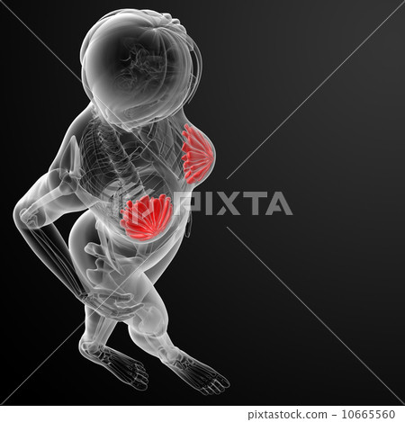 female breast anatomy x-ray 10665560