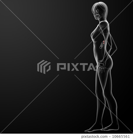 Female adrenal anatomy x-ray Female adrenal anatomy x-ray 10665561
