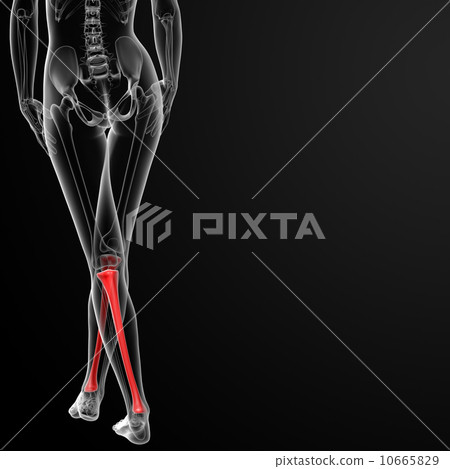 tibia bone 10665829