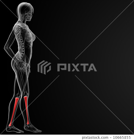 tibia bone tibia bone 10665855
