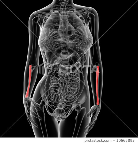 redius bone - Stock Illustration [10665892] - PIXTA