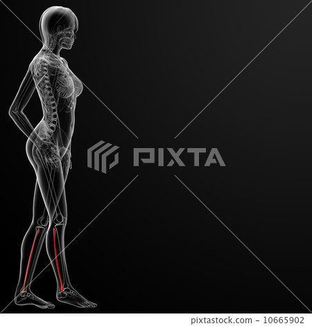 fibular bone fibular bone 10665902