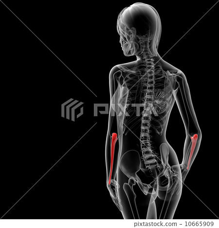 ulna bone ulna bone 10665909