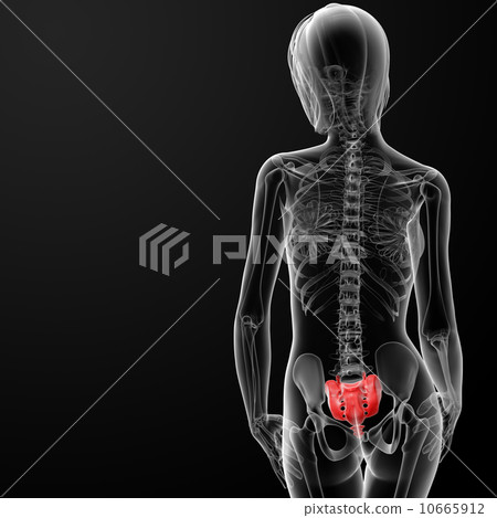 sacrum bone sacrum bone 10665912