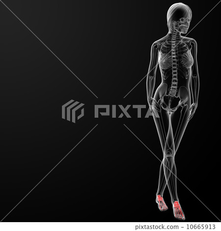 foot bone 10665913
