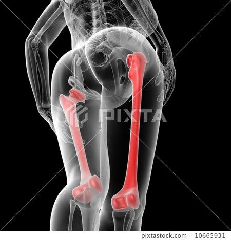 femur bone 10665931