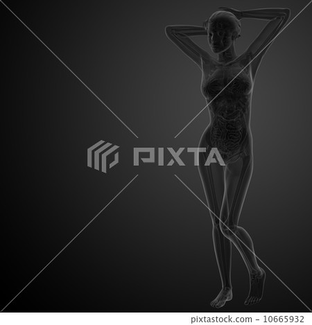 3d renderfemale human anatomy 10665932