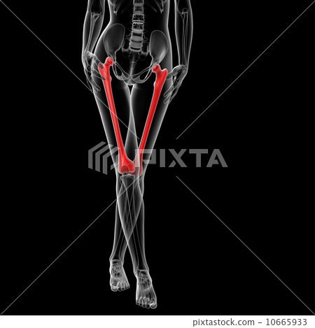 femur bone 10665933
