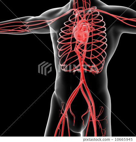 vascular system 10665945