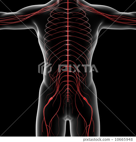 nervous system 10665948