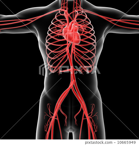 vasacular system 10665949
