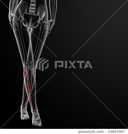 fibular bone fibular bone 10665967