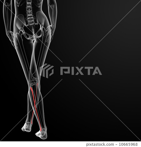 fibular bone fibular bone 10665968