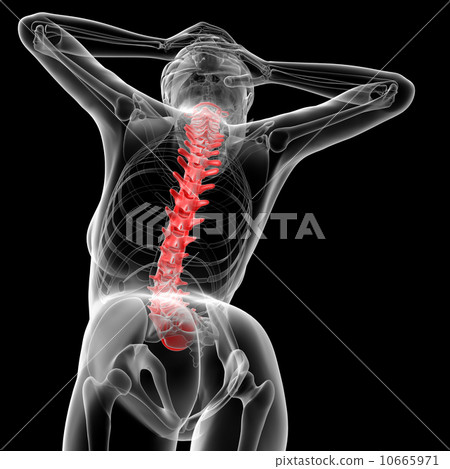 Vertebral column Vertebral column 10665971