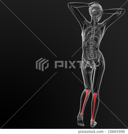 tibia bone tibia bone 10665990