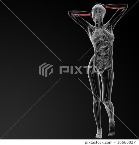 radius bone 10666027