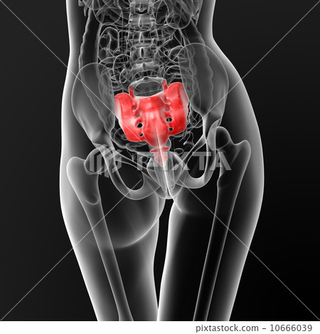 The Sacrum Bone: Anatomy and 3D Illustrations