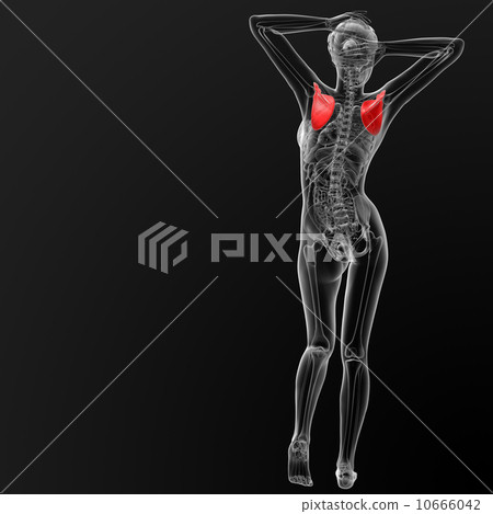 scapula bone scapula bone 10666042