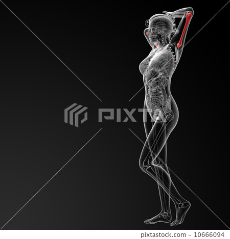 humerus bone 10666094