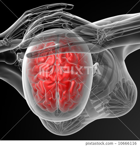 brain brain 10666116