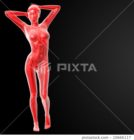 female anatomy 10666117