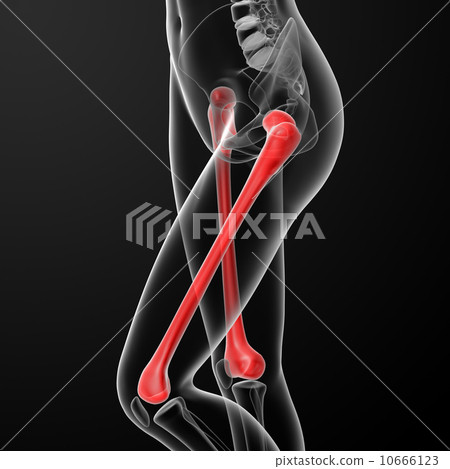 femur bone 10666123