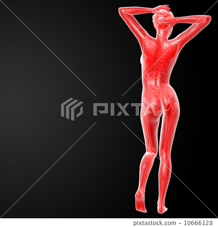 female anatomy female anatomy 10666128