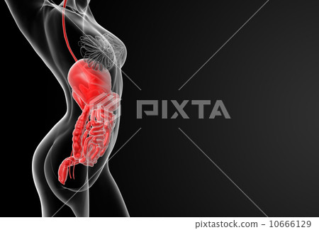female digestive system female digestive system 10666129