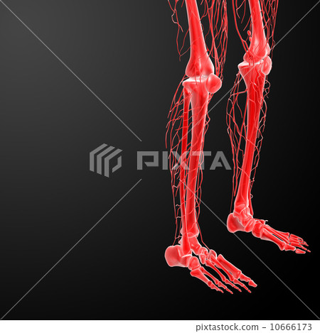 3d render lymphatic system visible leg 10666173
