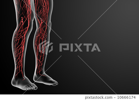 3d render lymphatic system - leg 10666174