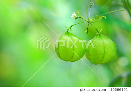 扶桑風果 10666191