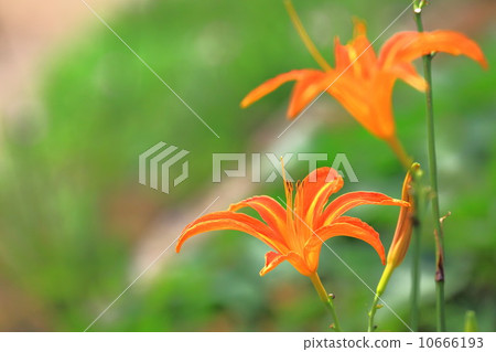 Nokanzu's flower 10666193