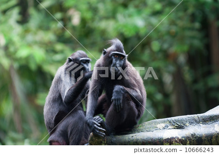 Celebes Crested Macaque Celebes Crested Macaque 10666243