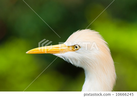 Cattle Egret 10666245