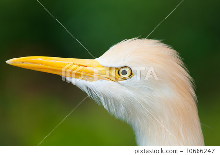 Cattle Egret 10666247
