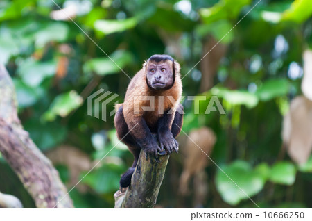 Tufted Capuchin 10666250