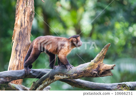 Tufted Capuchin 10666251