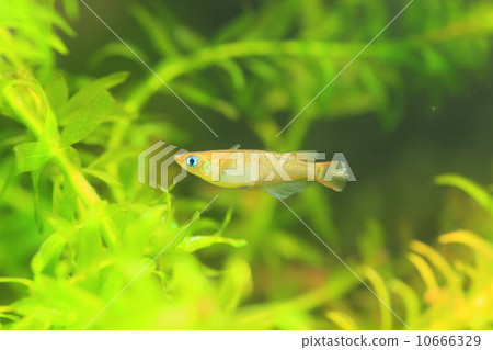 黑色青卡 黑色青卡 10666329