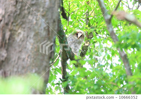 Owl's chick 10666352