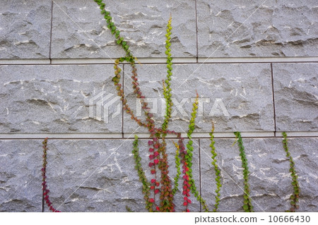 Ivy (nutsutta) Ivy (nutsutta) 10666430