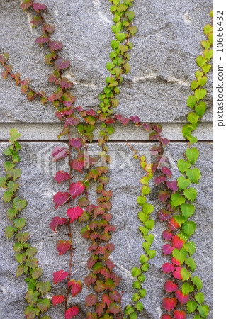 Ivy (nutsutta) Ivy (nutsutta) 10666432