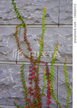 Ivy (nutsutta) Ivy (nutsutta) 10666433