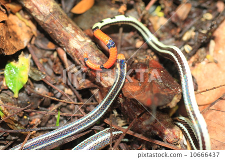 Halby Obi Matahari Snake 10666437
